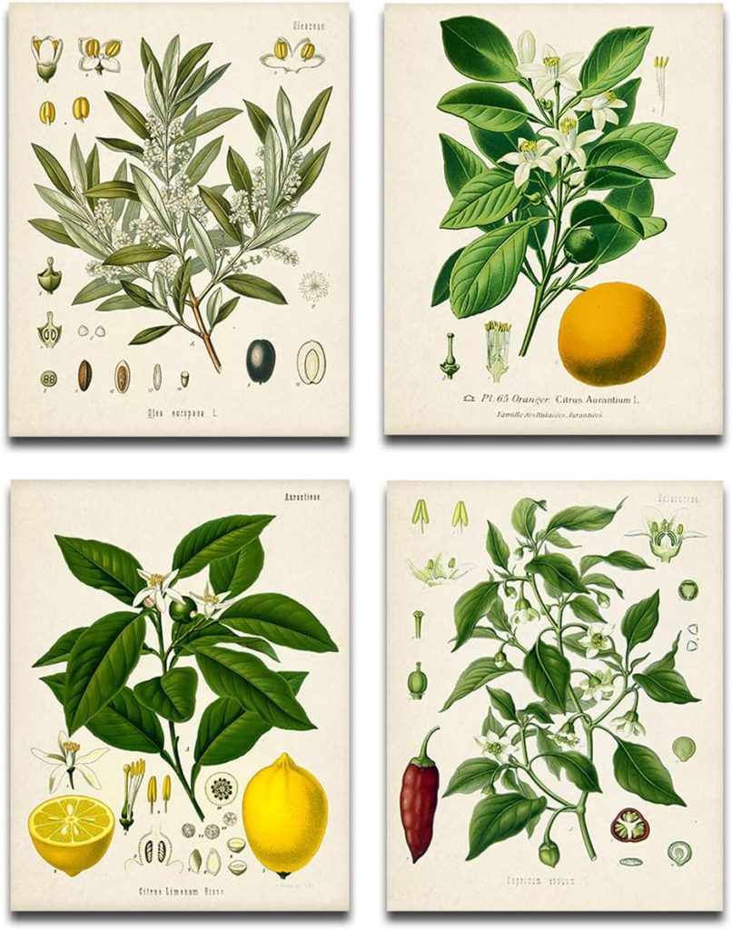 Four vintage botanical illustrations showing detailed drawings of olive, orange, lemon, and chili pepper plants, perfect as spring kitchen decor. Each features labeled parts—flowers, leaves, fruits, and seed diagrams—on a cream background.