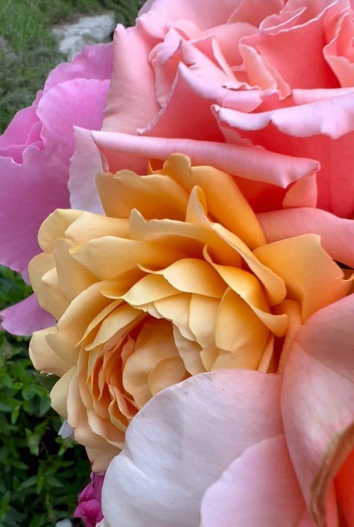 Close-up of colorful roses in full bloom, featuring soft pink, peach, and yellow petals layered together—perfect inspiration for my favorite flower crafts—with green foliage visible in the blurred background.