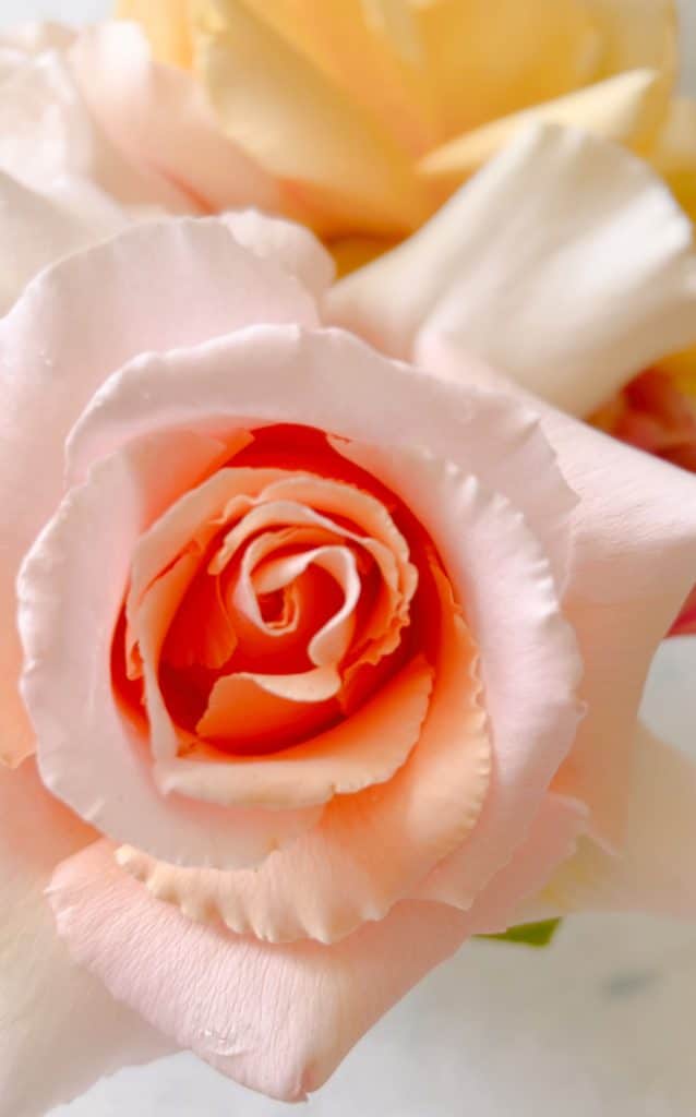 Close-up of a delicate peach and pink rose in full bloom, with soft petals curling outward—perfect inspiration for my favorite flower crafts. Blurred flowers in shades of white and yellow create a dreamy background.