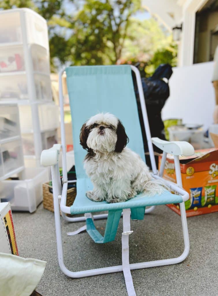 A small white and brown dog sits on a light blue folding chair outdoors, surrounded by storage bins, boxes, and various items—as if ready to guard my favorite summer drinks—with trees and a house visible in the background.