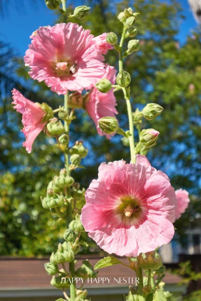 Tall stalks of pink hollyhock flowers with green buds, set against a background of green trees and a clear blue sky. Text at the bottom reads "HAPPY HAPPY NESTER"—just like my favorite floral desserts, this scene is pure delight.