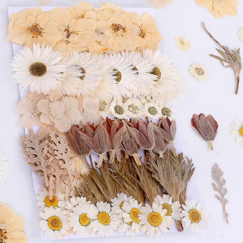 An arrangement of various pressed flowers and leaves, including white daisies, beige blossoms, and brownish-red buds, is neatly displayed on a white background—perfect inspiration for a dough bowl candle DIY project.