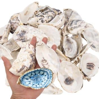 A hand holds a painted oyster shell with a blue floral pattern, perfect for Christmas tree crafts, in front of a pile of plain, unpainted oyster shells.