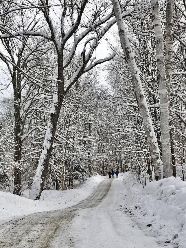A snow-covered path winds through a forest of bare trees with branches coated in snow. Three people walk in the distance, surrounded by wintry scenery, reminding me of sharing my favorite Christmas cookies on chilly days like this.
