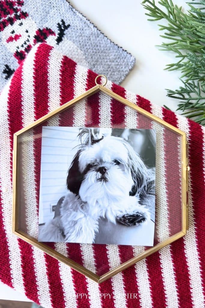 A framed photo of a small, fluffy dog sits on red and white striped fabric—my favorite Christmas decor—alongside a gray knitted item and festive pine branches.