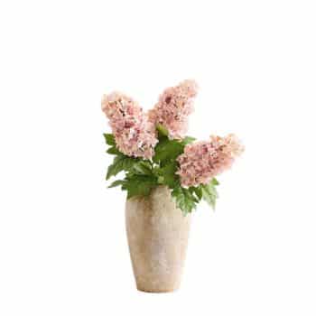 A beige ceramic vase holding three stems of pink hydrangea flowers with green leaves, set against a plain white background.