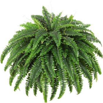 A lush, green Boston fern plant with long, arching fronds extending outward in all directions, creating a full, bushy appearance.