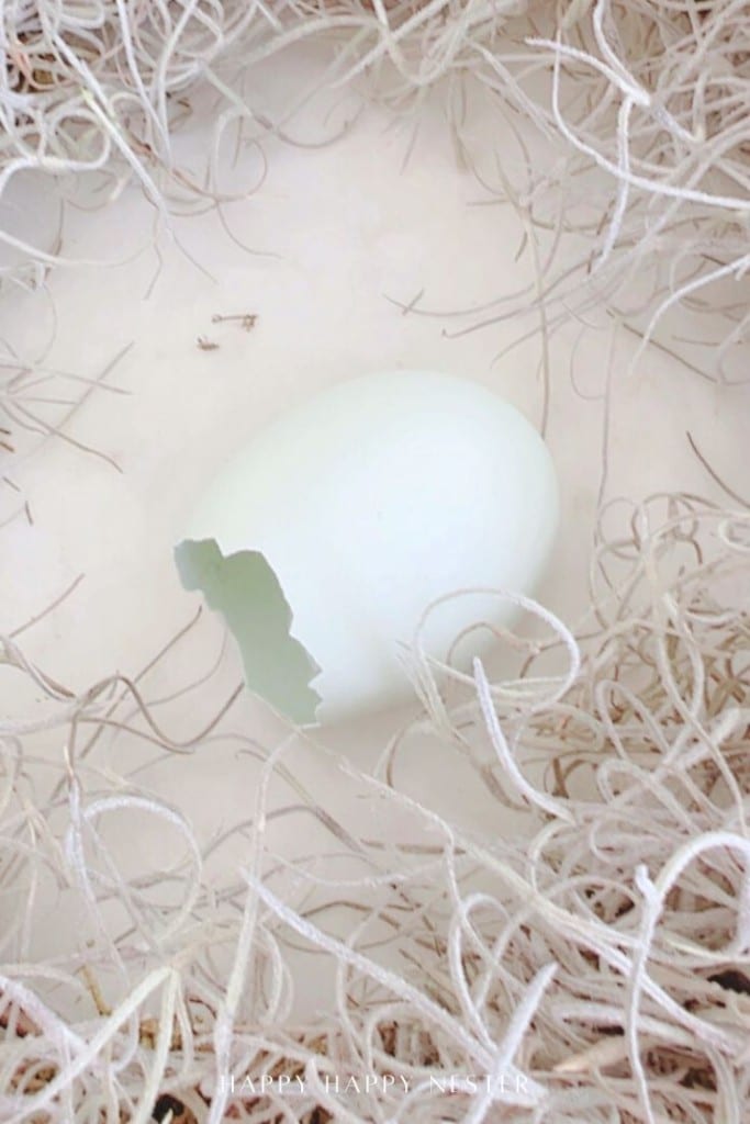 A pale, cracked eggshell lies in the center of a nest made of light, straw-like material, with the top part of the shell broken off.