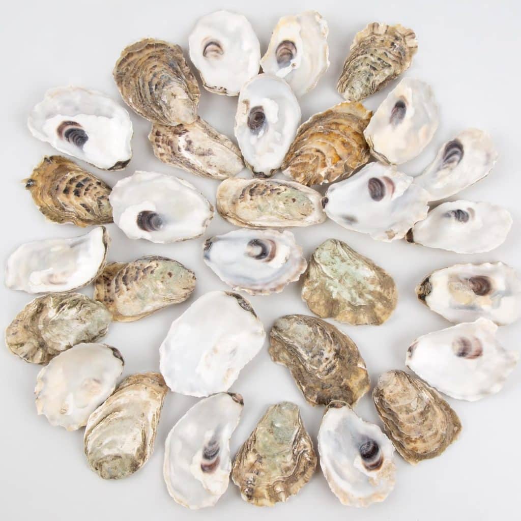 A collection of oyster shells arranged in a circular pattern on a white background, perfect inspiration for an oyster shell wreath DIY, showcasing a variety of colors and textures on the shells.
