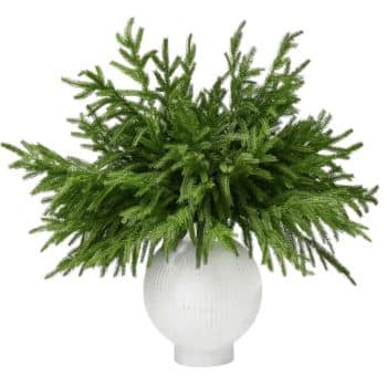 Soft, real-touch Norfolk pine branches have a beautiful draping shape that looks especially pretty in vases or layered into wreaths and garlands.