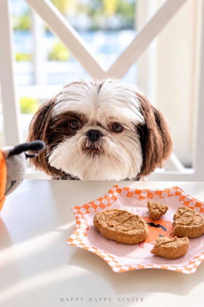 Maisy, a brown and white Shih Tzu, peeking over a kitchen table at an orange gingham plate holding dog treats.